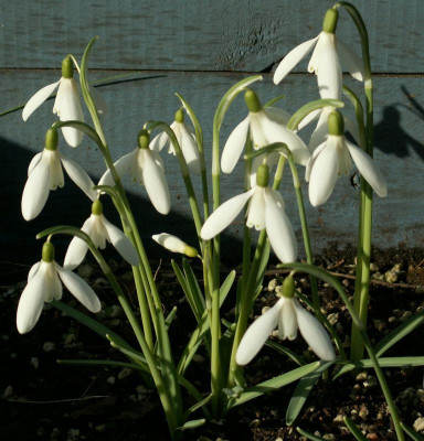 G. nivalis namenlos.JPG