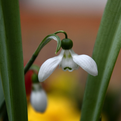 DSC_0164-Galanthus elwesii 'Geistchen'.JPG