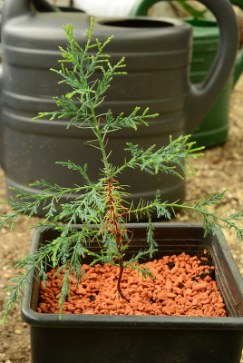 Fokienia seedling.jpg