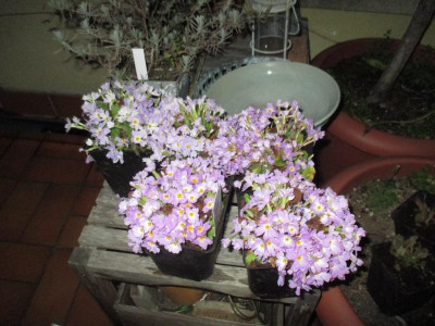 IMG_1318.JPG