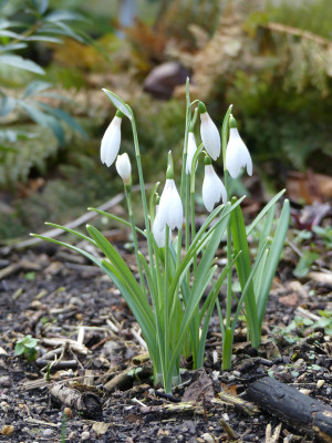 2020-02-28 Galanthus 'Gloria' 1.jpg