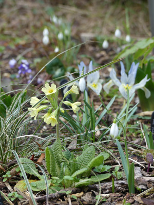 2020-02-28 Primula eliator 1.jpg