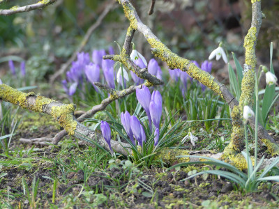 2020-02-28 Gartenimpressionen 1.jpg