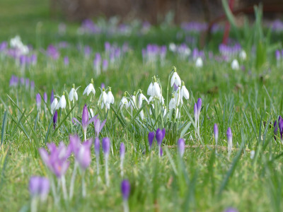 2020-02-28 Gartenimpressionen 2.jpg