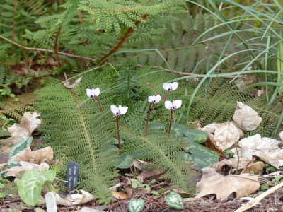 2020-02-28 Gartenimpressionen 3.jpg