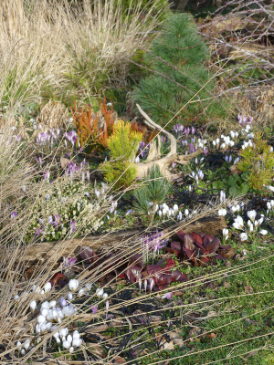 2020-02-28 Gartenimpressionen 4.jpg