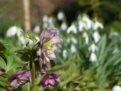 2020-02-28 Helleborus 'Schneeeule'.jpg