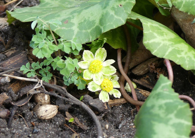 2020-02-28 Hacquetia epipactis 'Thor'.jpg
