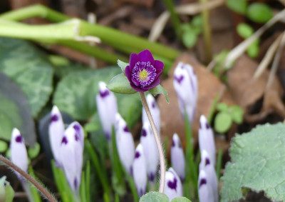 2020-02-28 Hepatica nobilis var. Japonica 'Violett Spezial Extra' 1.jpg