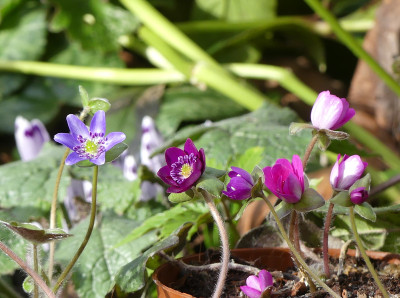 2020-02-28 Hepatica 7.jpg