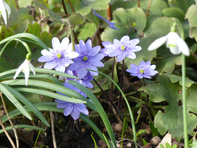 2020-02-28 Hepatica 2.jpg