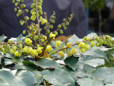 2020-02-28 Mahonia 'Hivernant'.jpg
