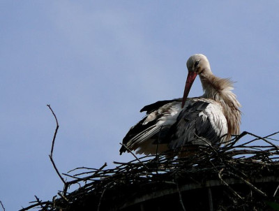 storch0815.jpg