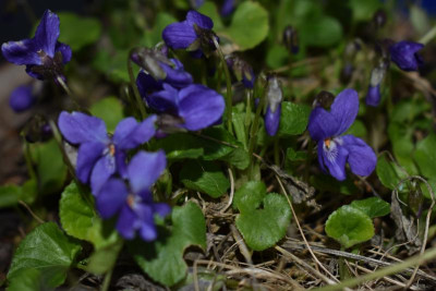 viola odorata 002.JPG