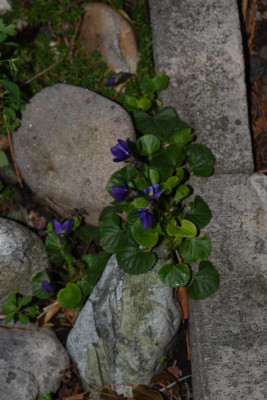 viola odorata 003.JPG