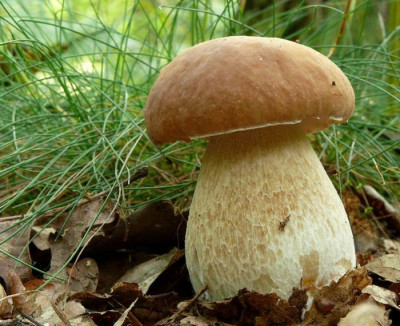 edulis.jpg