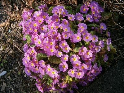 botanischer garten TÜ efeu mistel eibe 011.JPG