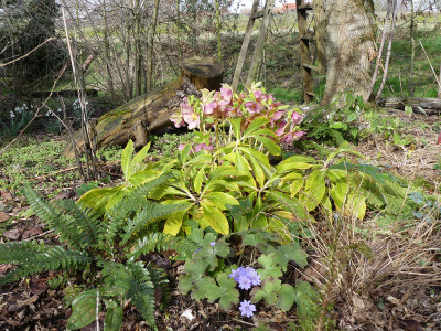 2020-02-29 Helleborus x hybridus 1.jpg