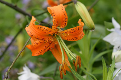 L_Wl_henry120707.jpg