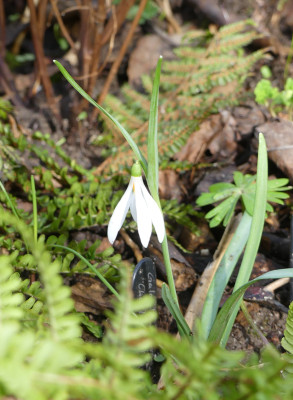 2020-02-29 Galanthus 'Charlotte Jean'.jpg