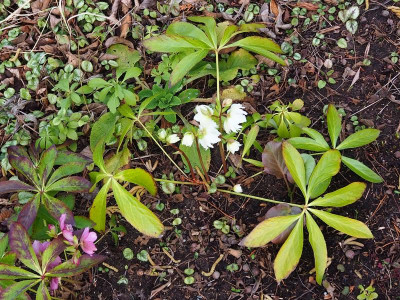 Helleborus_gelblaubig_29022020.JPG