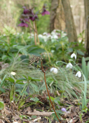 2020-02-29 Epimedium 'Pink Elf' 1.jpg