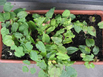 Epimedium-total0707.jpg