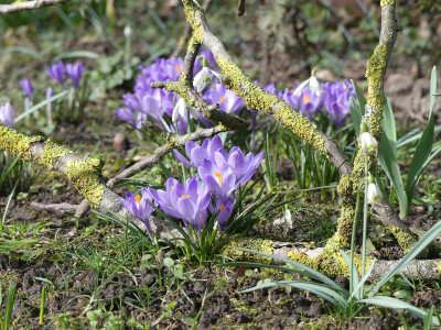 2020-02-29 Gartenimpressionen 1.jpg