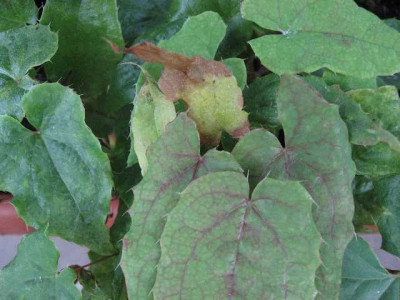 Epimedium-nah0707.jpg