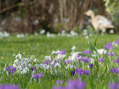 2020-02-29 Gartenimpressionen 5.jpg