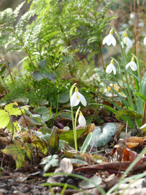 2020-02-29 Galanthus 'Treasure Island' 2.jpg