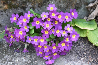 märz 19 blüten 013.JPG