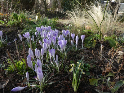 Crocus vernus 'Vanguard' k.jpg