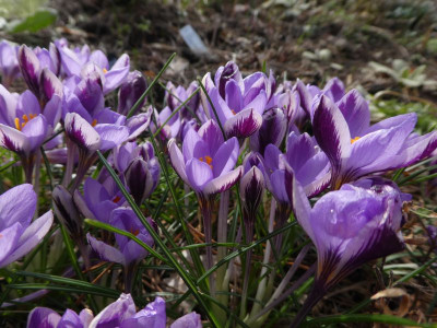 Crocus minimus  'Spring Beauty' k.jpg