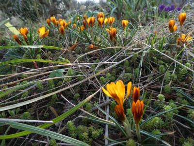 Crocus olivieri ssp balaense 'Orange Monarch' k.jpg