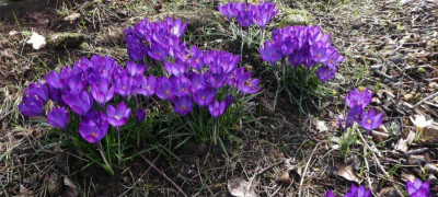 Blauer Crocus 200229.jpg