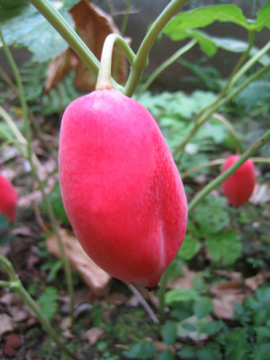 Podophyllum_hex_8219.jpg