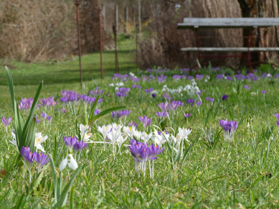 2020-02-29 Crocus tommasinianus 2.jpg