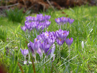 2020-02-29 Crocus tommasinianus 4.jpg