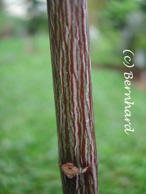 acer_davidii_rinde.jpg