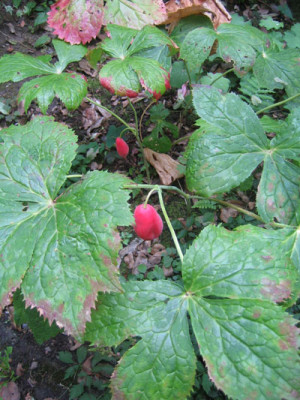 Podophyllum_hex_8222.jpg