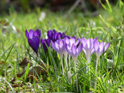 2020-02-29 Crocus tommasinianus 5.jpg
