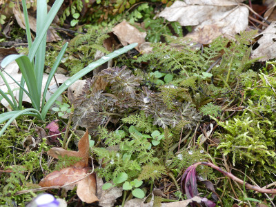 2020-02-28 Corydalis 1.jpg