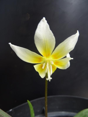 Erythronium multiscapoideum Februar 2020.JPG