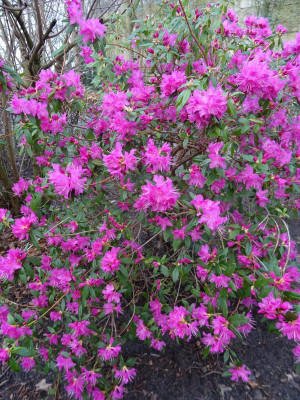 Rhododendron Ostara Februar 2020.JPG