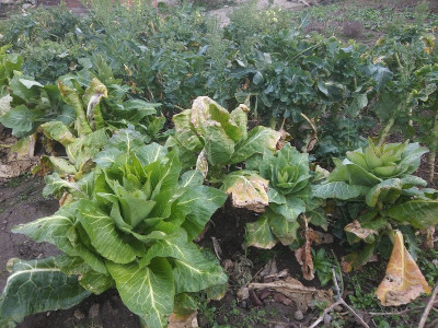 Kohl35.jpg
