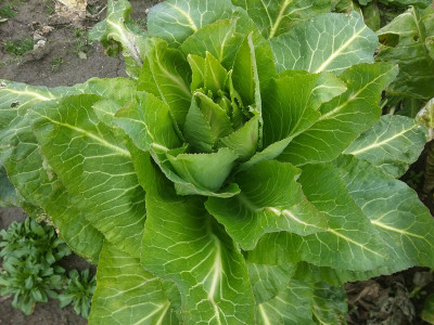 Kohl 35.jpg