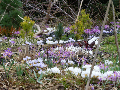 2020-03-01 Gartenimpressionen 2.jpg