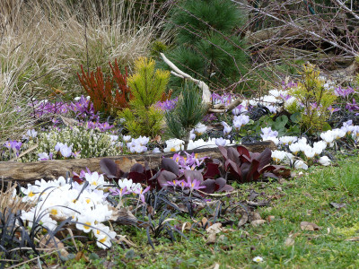 2020-03-01 Gartenimpressionen 4.jpg