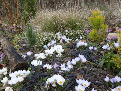 2020-03-01 Gartenimpressionen 5.jpg
